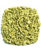 OrgoNutri Dried Whole Fennel Seeds Small, Barik Lucknowi Saunf, 200g